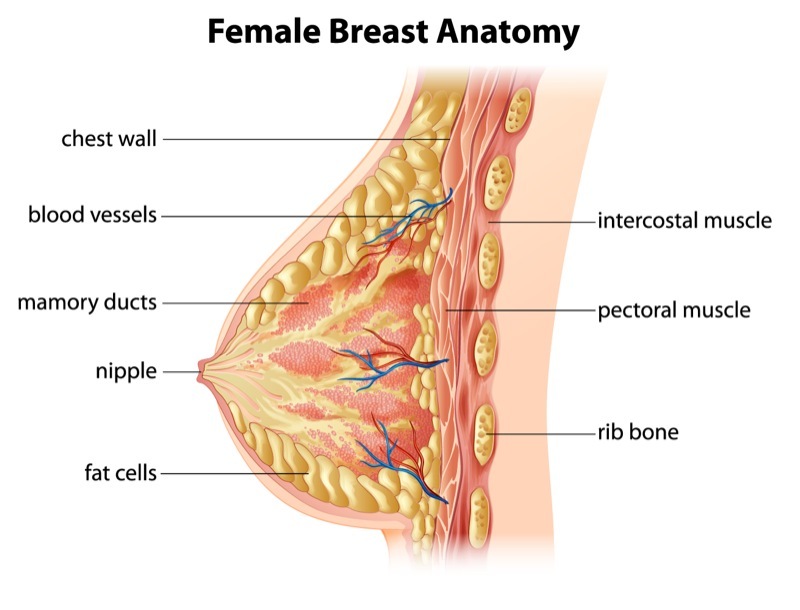 Is an Internal Bra Lift a Safe Breast Lift Procedure? - Dr. Zoran